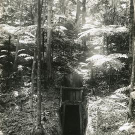 Mine tunnel entrance at Bucca Creek, 1898