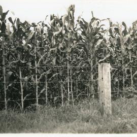 Corn field, 7 January 1947