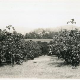 Tung oil trees, 29 December 1946