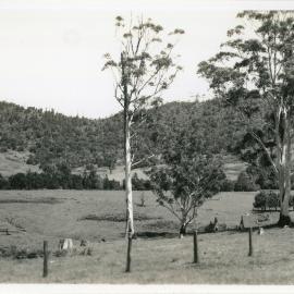 Orara Valley view, 8 January 1947