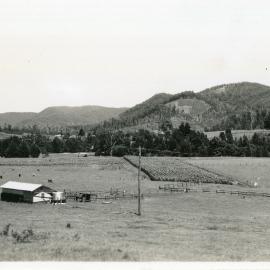 Cattle and corn in the Orara Valley, 8 January 1947