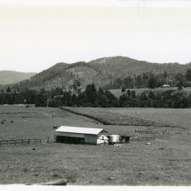 Cattle and corn in the Orara Valley, 8 January 1947