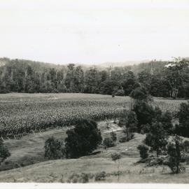 Corn crop on the river flats along Nana Glen Road, 29 December 1946