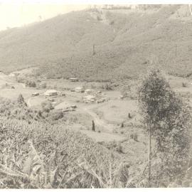 Banana plantations