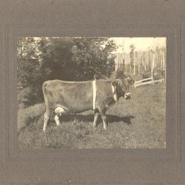Sam Bailey's prize-winning cow Rainbow, 1914