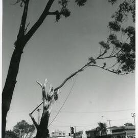 Removal of a blackbutt tree, 19 April 1993