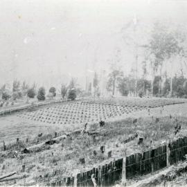 First pineapple crop, 1902