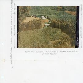 Larcombe banana plantation, 1960s