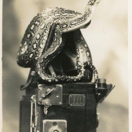 Photograph of Joe Blake on Marie Hunt's camera, c. 1950