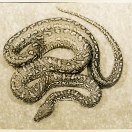 Photograph of Joe Blake, c. 1950