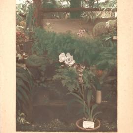 Orchid display