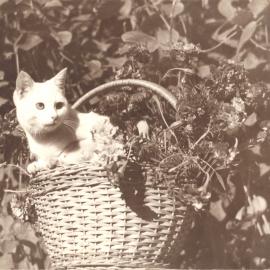 White cat in faux floral arrangement