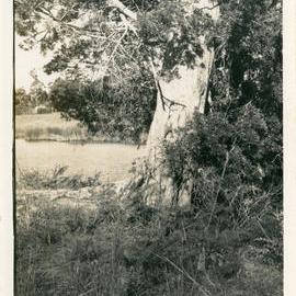 Brown pine tree beside Bonville Creek used for spear fishing, 1971