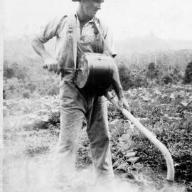 Tom Bishop misting pumpkins with fungicide at Englands Road, 1950