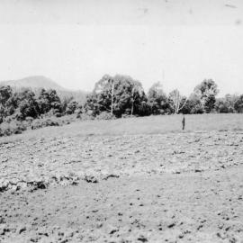The pumpkin patch on Englands Road, 1950