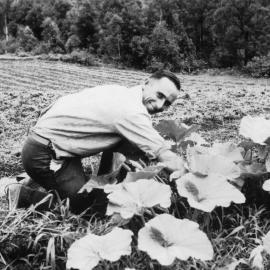 Chris Lewthwaite in the pumpkin patch on Englands Road, 1950