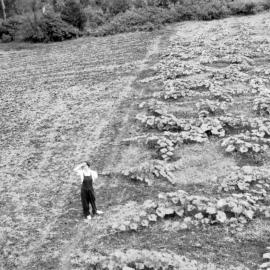 View from the tank stand in the pumpkin patch on Englands Road, 1950