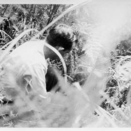 Chris Lewthwaite smoking out bees, 1950