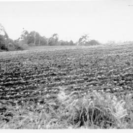 A sprouting bean crop beside Englands Road, 1951