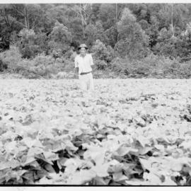 Tom Bishop in the bean crop on Englands Road, 1951