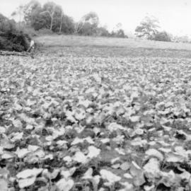 Chris Lewthwaite spraying the bean crop on Englands Road, 1951