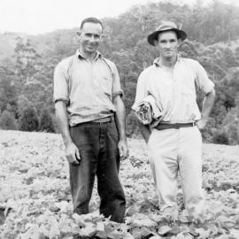 The Bean Pickers Chris Lewthwaite and Tom Bishop on Englands Road, 1951