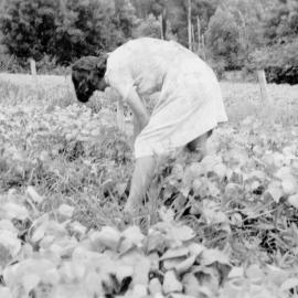 Noelene Lewthwaite picking beans on Englands Road, 1951
