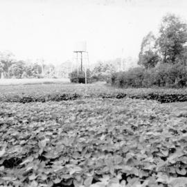 The bean crop ready for picking on Englands Road, 1951