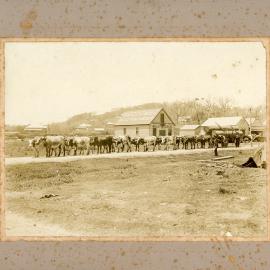 A bullock team pauses outside Auctioneer Seccombe's Produce and Seed Bulk Stores, c.1910