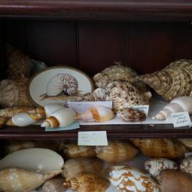 Shells