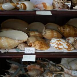 Shells