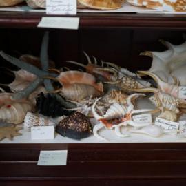 Shells