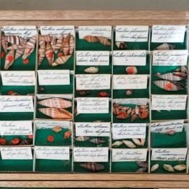 Shells in Tray