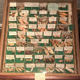 Shells in Drawer