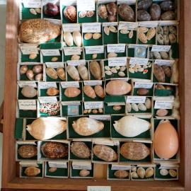 Shells in Drawer