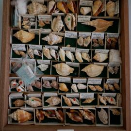 Shells in Drawer