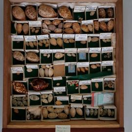Shells in Drawer