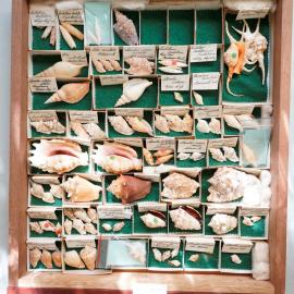 Shells in Drawer