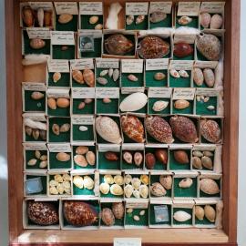 Shells in Drawer