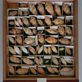 Shells in Drawer