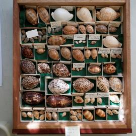 Shells in Drawer