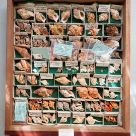 Shells in Drawer