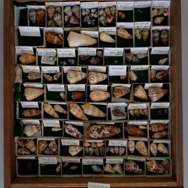 Shells in Drawer