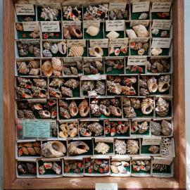 Shells in Drawer
