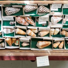 Shells in Tray
