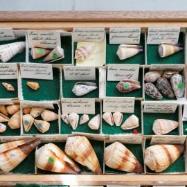 Shells in Tray
