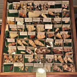 Shells in Drawer