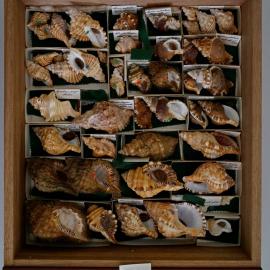 Shells in Drawer