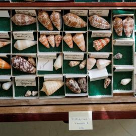 Shells in Tray