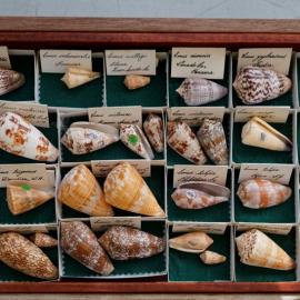 Shells in Tray